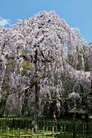青空と枝垂れ桜