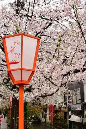 桜満開の高瀬川の魅力2