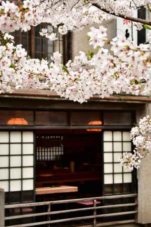 桜満開の高瀬川の魅力5