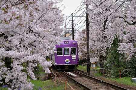 鳴滝　花のトンネル