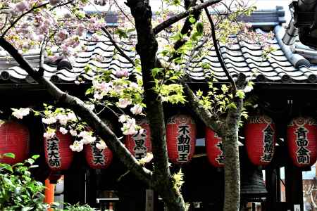 歓喜桜と弁財天