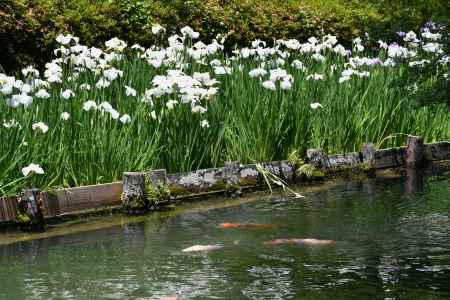 花菖蒲と錦鯉