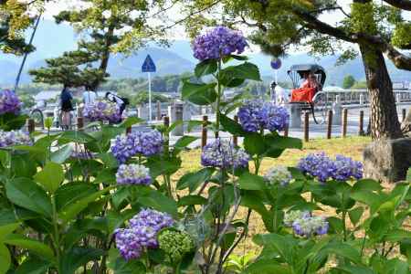 アジサイの間から見える人力車
