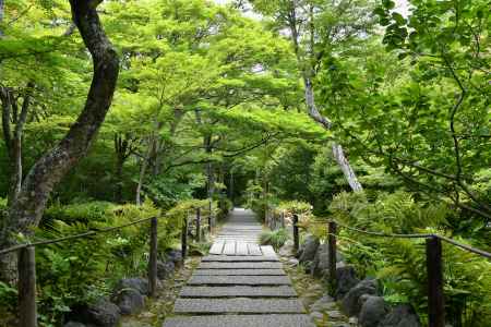 宝筐院の青紅葉