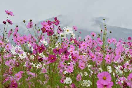 秋桜 小雨の風情
