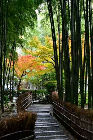 紅葉が覗く竹藪小径