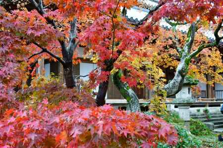 錦秋の本堂