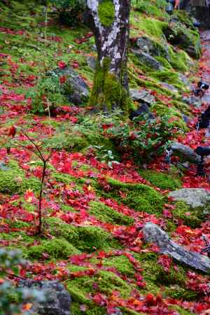 苔に落ち葉が映える