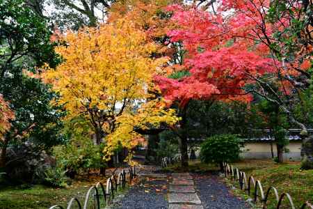 紅・黄に染まる