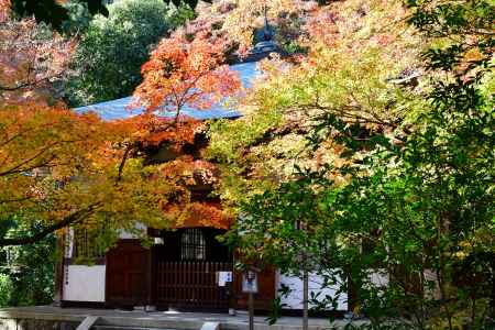 地蔵院の紅葉