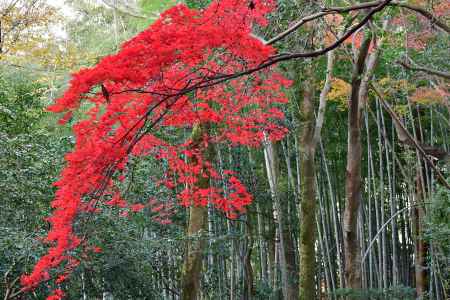 際立つ紅葉