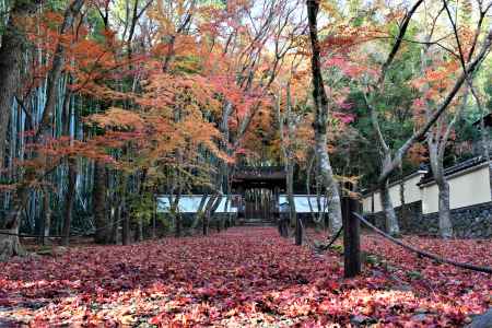 なごり紅葉の参道