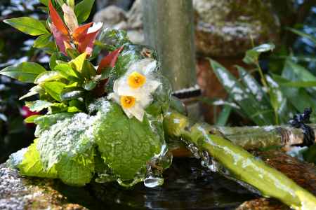 寒中の手水鉢