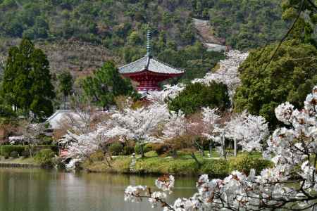 桜の時期の心経宝塔