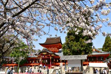 春の石清水八幡宮本殿