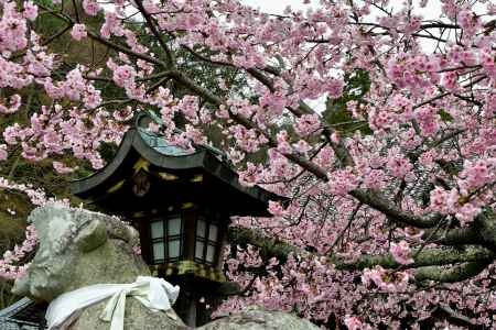 吠える狛寅と桜