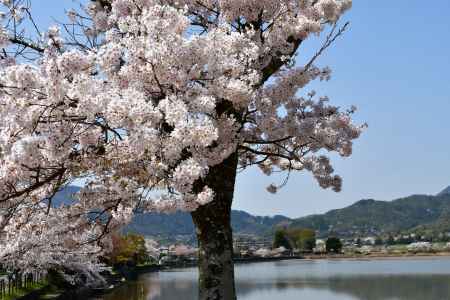 広沢の池　桜