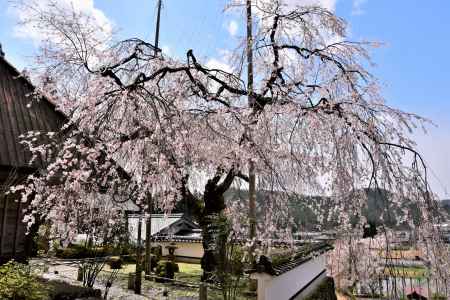 福徳寺のかすみ桜