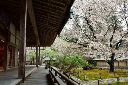 方丈廊下と桜