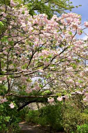 八重桜小径