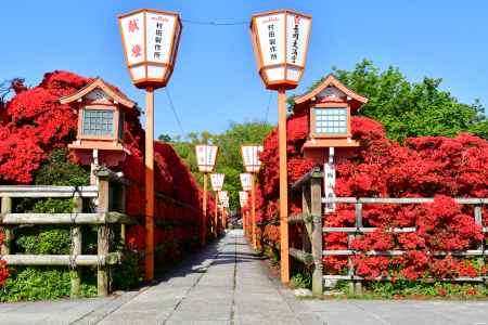 参道のキリシマつつじ満開