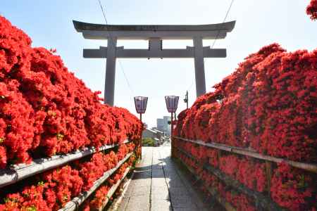 長岡天満宮の鳥居とツツジ