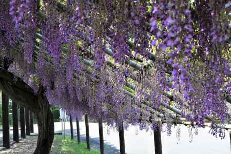 鳥羽水環境センターの藤棚1