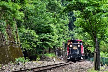 新緑のトロッコ電車