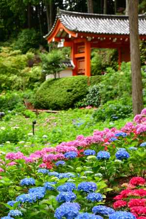 三室戸寺のあじさい1