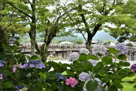紫陽花と渡月橋
