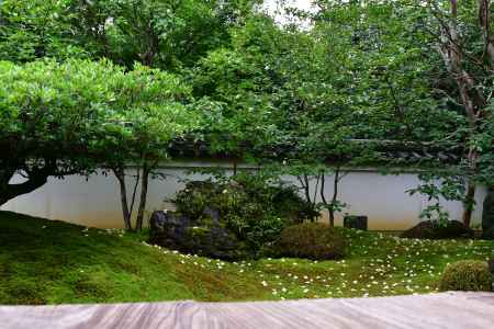 「沙羅の花を愛でる会」