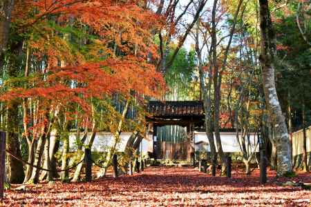 初冬の陽が差す参道