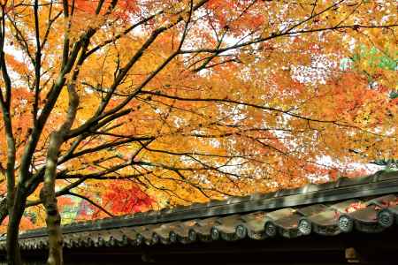 黄葉に覆われる塀