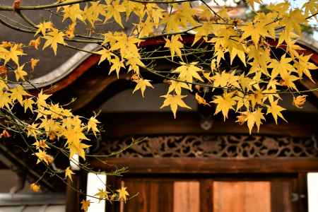黄葉に飾られる勅使門