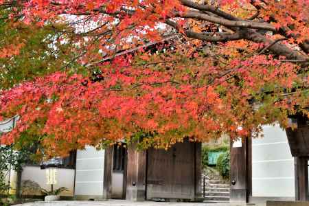紅葉に覆われた山門