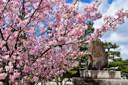 桜　百萬遍知恩寺1