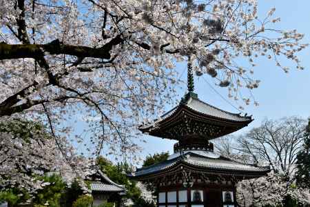 多宝塔と桜