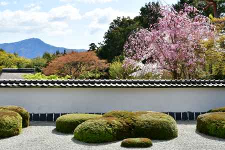 桜　正伝禅寺