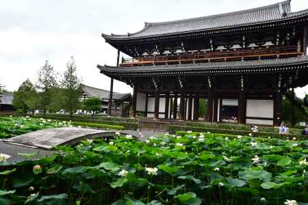 蓮　東福寺