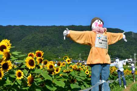 ひまわり　大原野