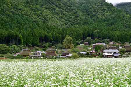 美山　蕎麦の花
