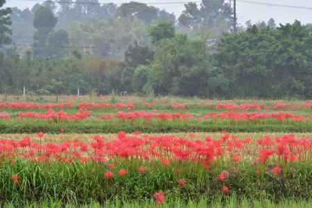 彼岸花　里の秋