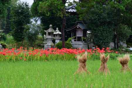 彼岸花と鎮守の神様