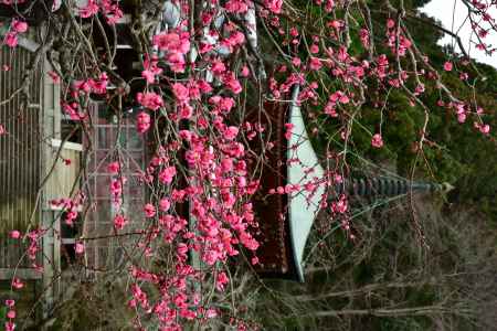 多宝塔と紅梅