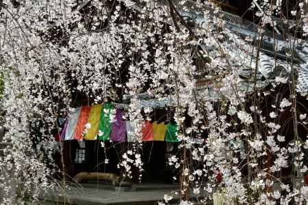 五色幕と枝垂れ桜