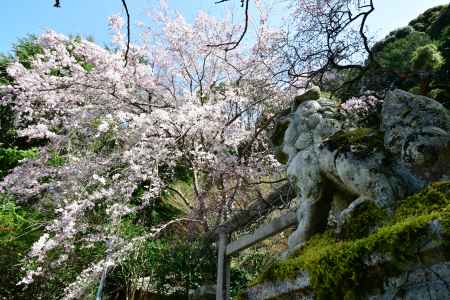 狛犬が見上げる枝垂れ桜