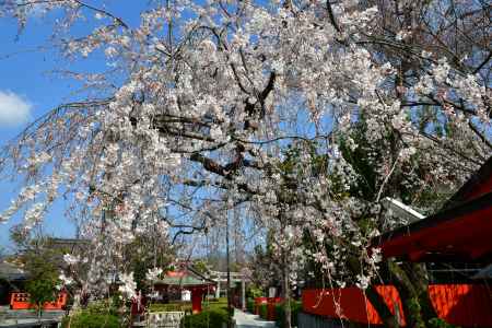 車折神社の渓山桜