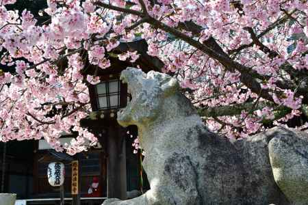 狛寅と八重寒桜