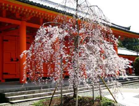 三十三間堂の朱門と桜