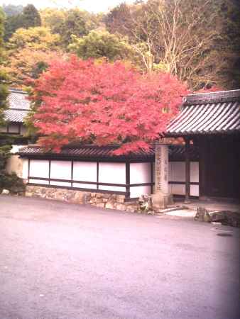 秋の天授庵外観